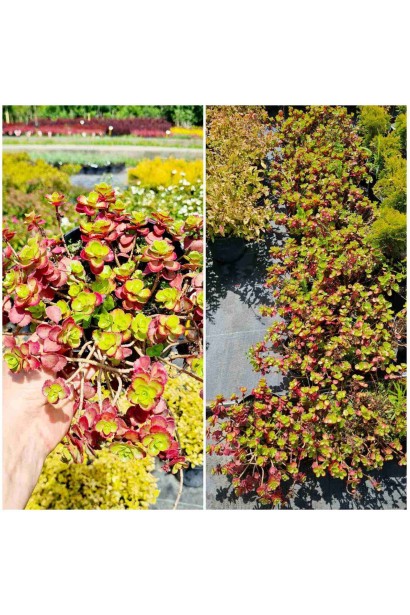 Очиток / седум помилковий Ред Карпет - 2л/вис.5-10см/Ø20-30см